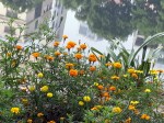 Marigolds & Banani&nbsp;Lake