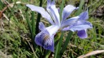 Wild Iris 2