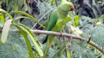 Alexandrine Parrakeet 1