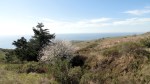 Jenner Headlands Preserve – Coastline & Flowering Tree&nbsp;2