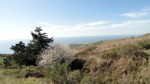 Jenner Headlands Preserve – Coastline & Flowering&nbsp;Tree