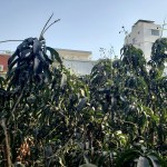 UM12-20200331_081810