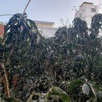 UM14-20200329_063808