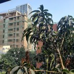 UM21-20200409_074312