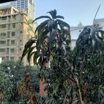 UM26-20200401_065633