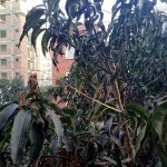 UM29-20200329_063815