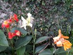 Canna Lilies &&nbsp;Ivy