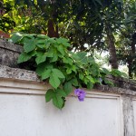 Morning Glorys on the&nbsp;Wall