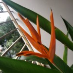 A New Kind of&nbsp;Helliconia