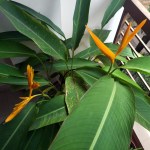 Heliconia From Above