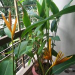 Heliconia Now We Are&nbsp;2