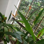 Helliconia Two Ways&nbsp;#1