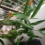 Helliconia Two Ways&nbsp;#2