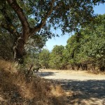 Annadel Canyon Trail