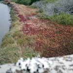Bodega Wetlands & Ice Plants&nbsp;2