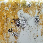 Bridge Lichen 1