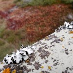 Bridge Lichen 3