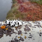 Bridge Lichen 4