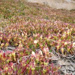 Doran Park Ice Plants&nbsp;1