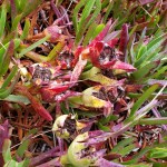 Doran Park Ice Plants&nbsp;2