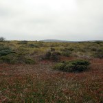 Doran Wetlands w Bodega&nbsp;Head