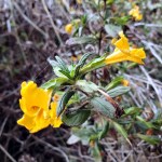 Flowers & Spiderwebs&nbsp;1