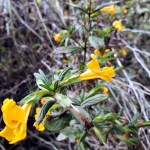 Flowers & Spiderwebs&nbsp;2