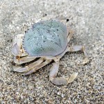 Pinnacle Beach Crab&nbsp;1