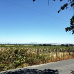 Vineyards & Mt St&nbsp;Helena