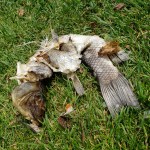 Death on the Lake&nbsp;1