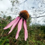 Echinacea 1