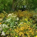 Field of Black-Eyes&nbsp;Susans
