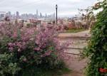 Flowers & Dolores Park&nbsp;Skyline