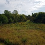 Lakeside Marshy Grassland&nbsp;2