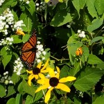 Monarch At Rest&nbsp;1