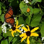Monarch At Rest&nbsp;3