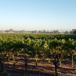 Amongst the Vineyards&nbsp;3