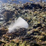 Morning Feather in the Muck&nbsp;1