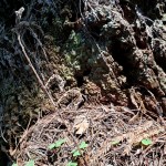 Myteries of the&nbsp;Forest