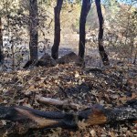 North-Annadell Post-Burn 20201021.1