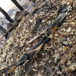 North-Annadell Post-Burn 20201021.3