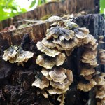 On the Lake Path&nbsp;2