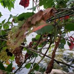 On the Lake Path&nbsp;3