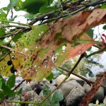 On the Lake Path&nbsp;4