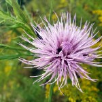 Pollinators at Work&nbsp;2