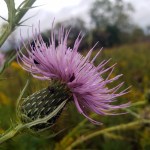 Pollinators at Work&nbsp;3