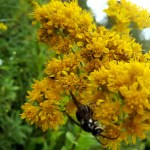 Pollinators at Work&nbsp;5