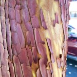 Textured Bark 1