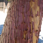 Textured Bark 2