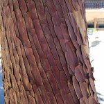 Textured Bark 3